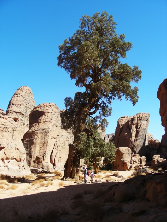 Arboles miticos. Tamrut 2