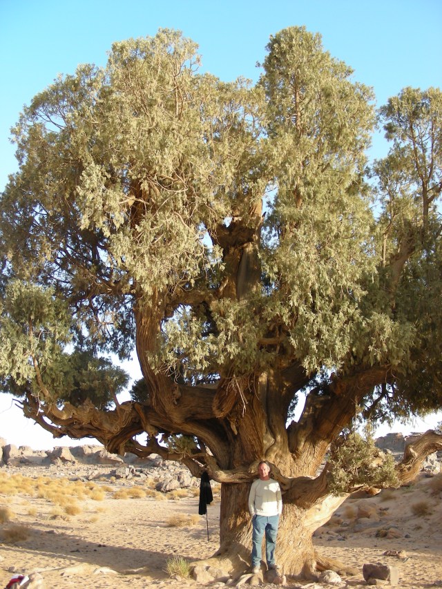 Arboles miticos. Tamrut 3