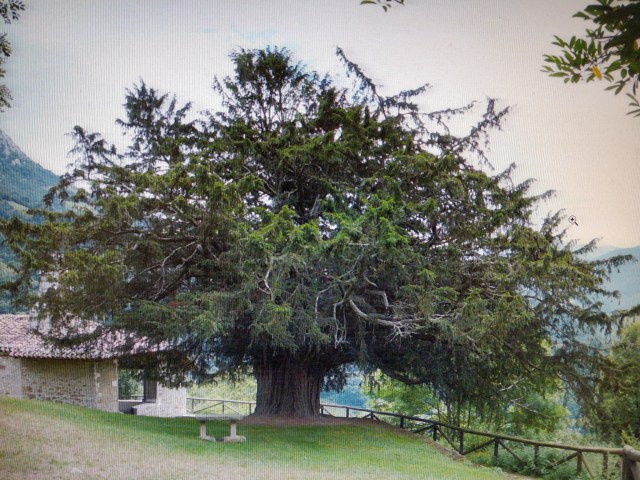 Arboles miticos. tejo de berniego