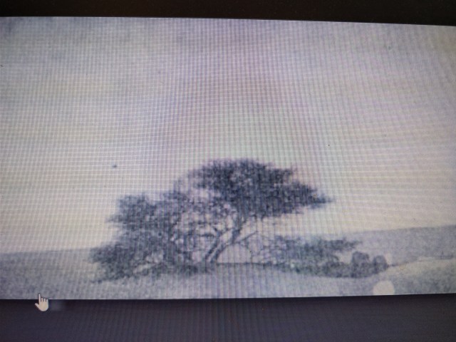 Arboles miticos. teneré, 1939