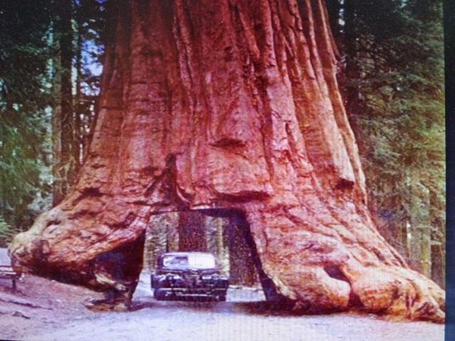 Arboles miticos. tunel en sequoya