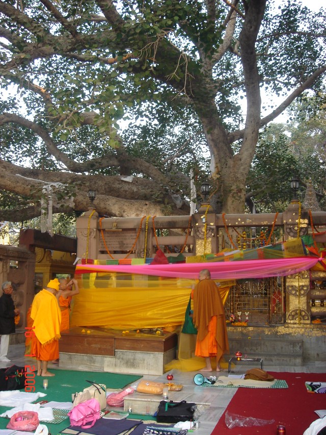 Arboles singulares. Pipal de Bodhgaya