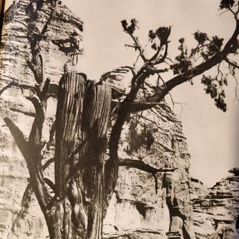 tuareg podando tamrut 2