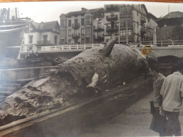 El cachalote de Franco en Bermeo