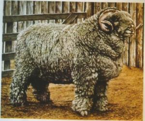 Pastoreo la lana0002