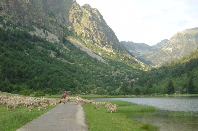 Pastoreo Pirineos