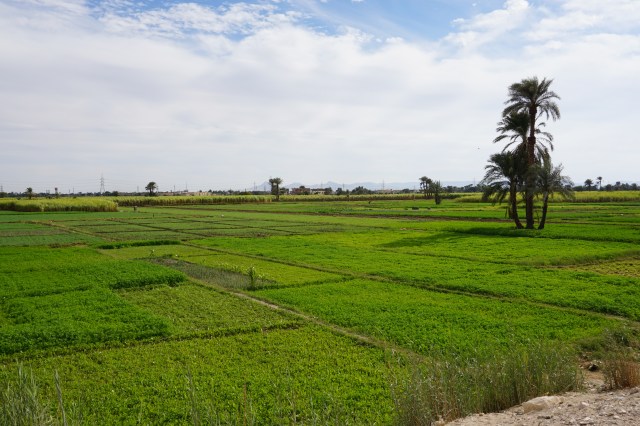 egipto. campos de cultivo