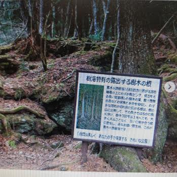 Bosque de los suicidios